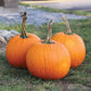 Pumpkin Gladiator F1 Seed