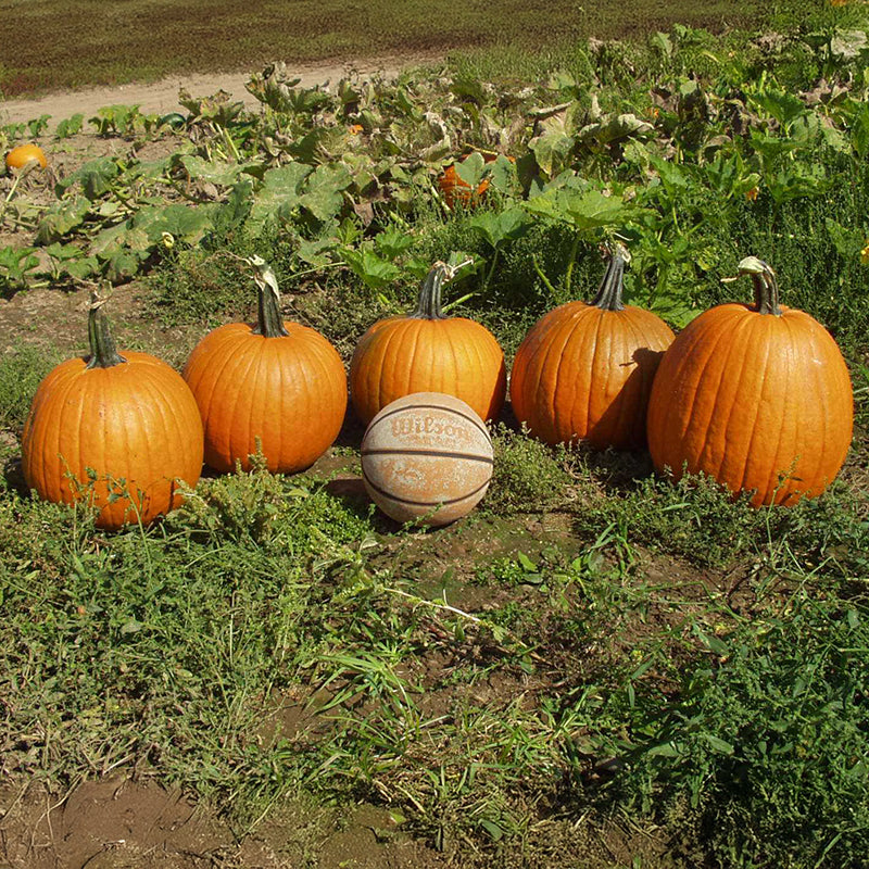 Pumpkin Gladiator F1 Seed