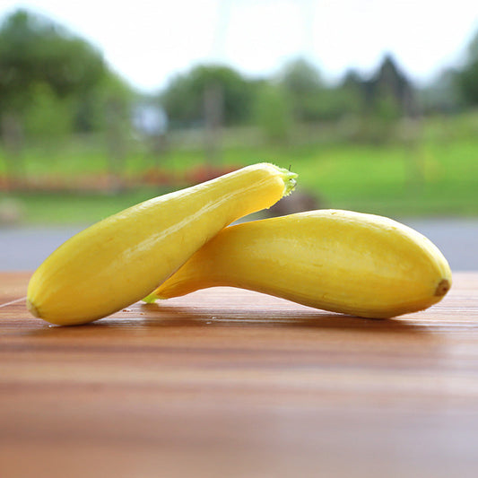 Squash Lioness F1 Seed
