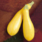 Squash Lioness F1 Seed