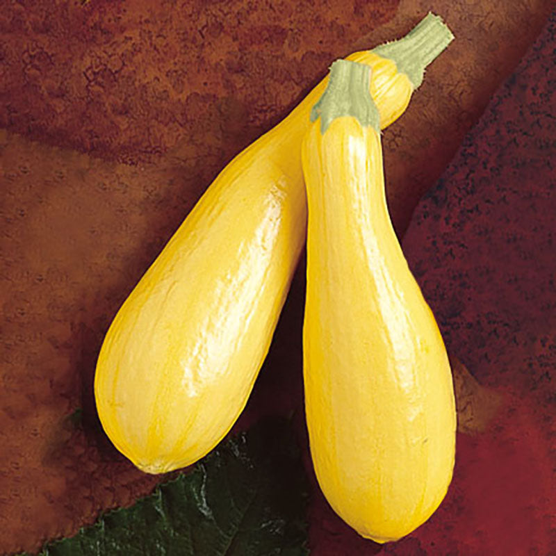 Squash Lioness F1 Seed