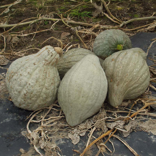 Squash Blue Hubbard (New England Strain) Seed