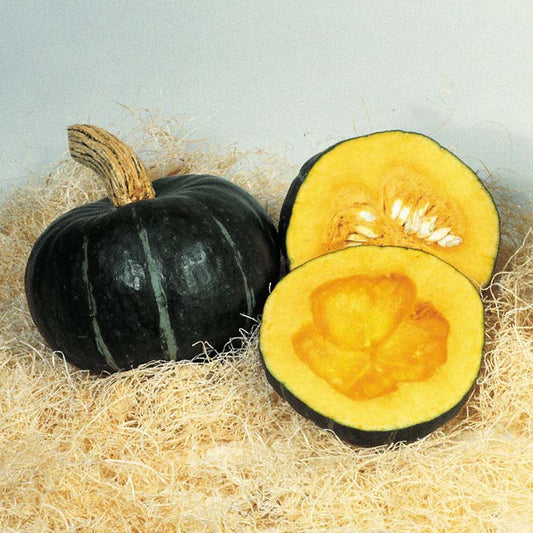 Squash Burgess Buttercup Seed