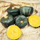 Squash Burgess Buttercup Seed