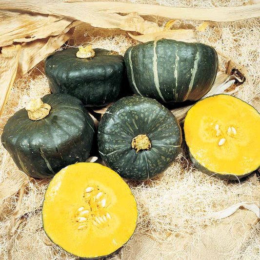 Squash Burgess Buttercup Seed