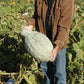 Squash Blue Hubbard Standard Seed