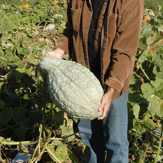 Squash Blue Hubbard Standard Seed