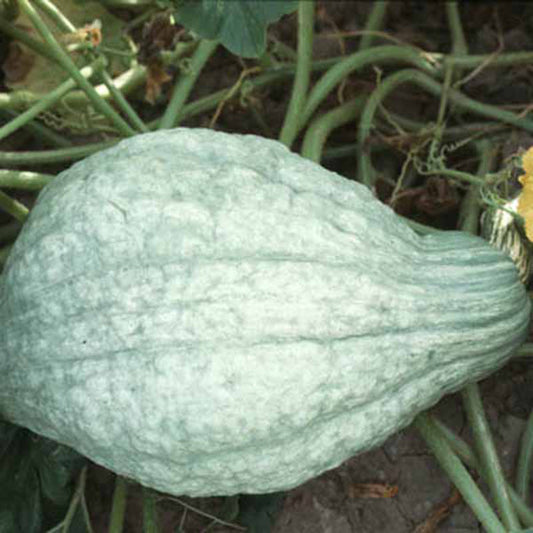 Squash Blue Hubbard Standard Seed