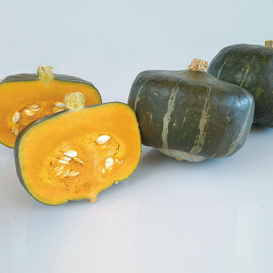 Squash Bonbon F1 Seed