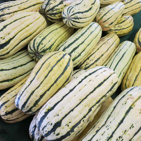 Squash Delicata Seed