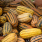 Squash Delicata Seed