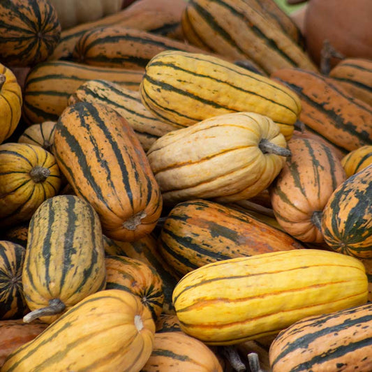 Squash Delicata Seed