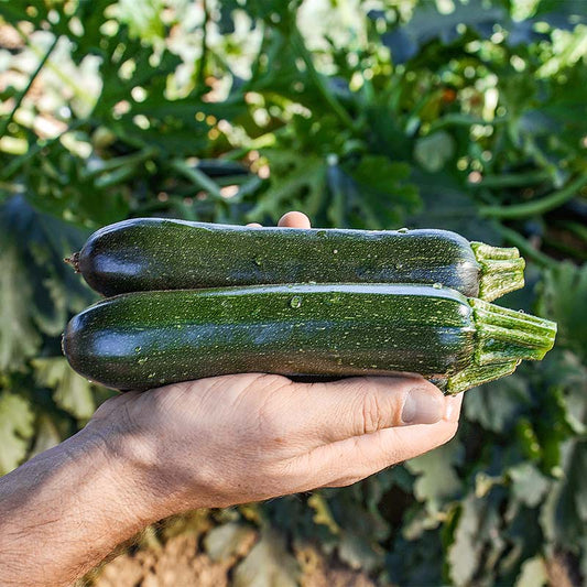 Squash Tigress F1 Seed
