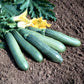 Squash Tigress F1 Seed