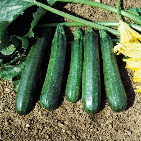 Squash Spineless Beauty F1 Seed