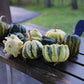 Gourd Shenot Crown of Thorns Seed