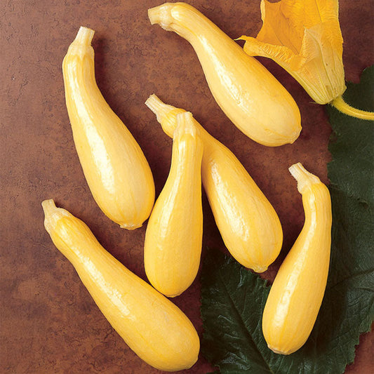 Squash Cougar F1 Seed