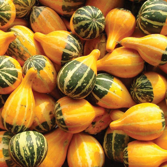 Gourd Spoon