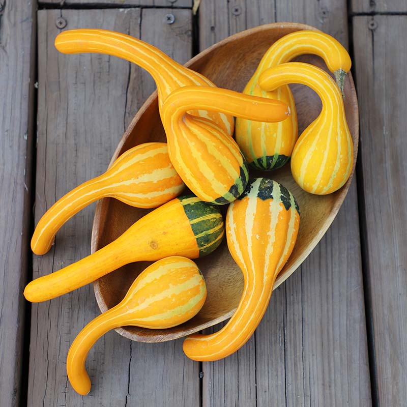 Gourd Spoon