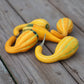 Gourd Spoon
