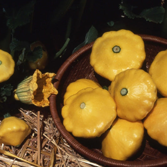 Squash Sunburst F1 Seed