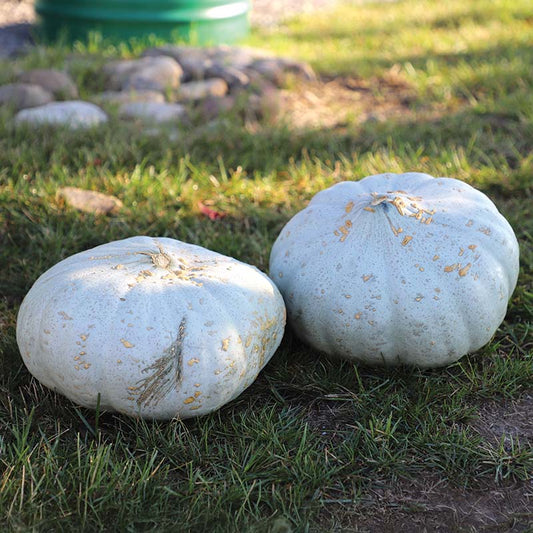 Squash Sweet Meat Seed