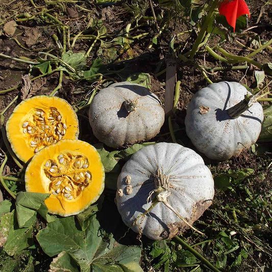 Squash Sweet Meat Seed