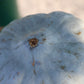 Squash Sweet Meat Seed