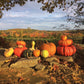 Gourd Turk's Turban Seed