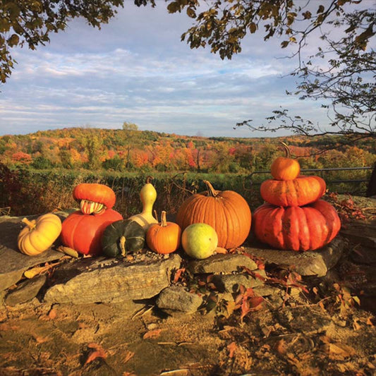 Gourd Turk's Turban Seed