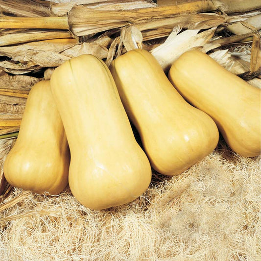 Squash Waltham Butternut Seed