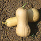 Squash Waltham Butternut Seed