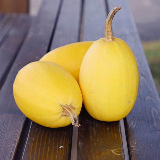 Squash Vegetable Spaghetti Seed