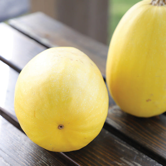 Squash Vegetable Spaghetti Seed