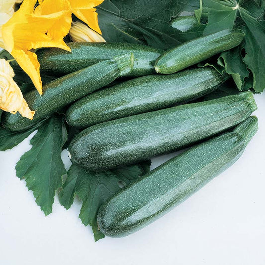 Squash Zucchini Elite F1 Seed