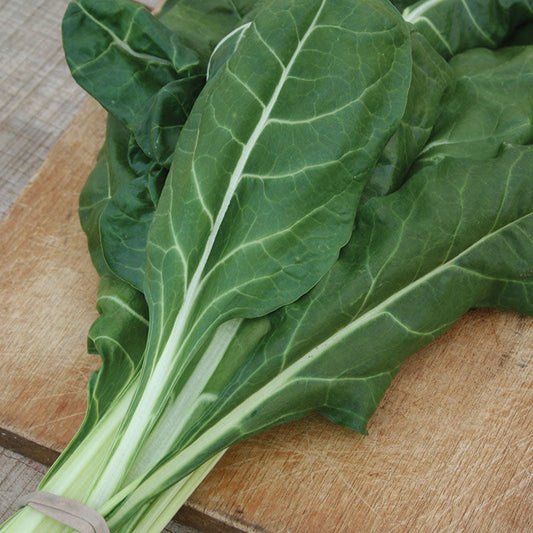 Swiss Chard Large White Ribbed Seed
