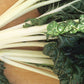 Swiss Chard Large White Ribbed Seed