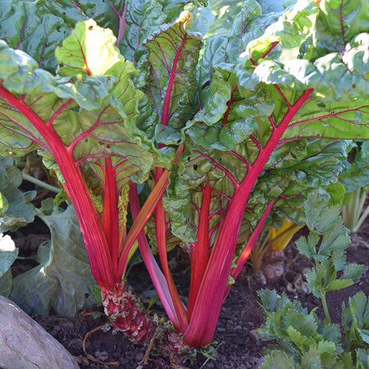 Swiss Chard Bright Lights Seed