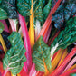 Swiss Chard Bright Lights Seed
