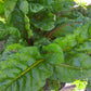 Swiss Chard Bright Lights Seed