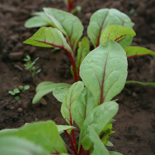 Swiss Chard Rhubarb Chard Seed