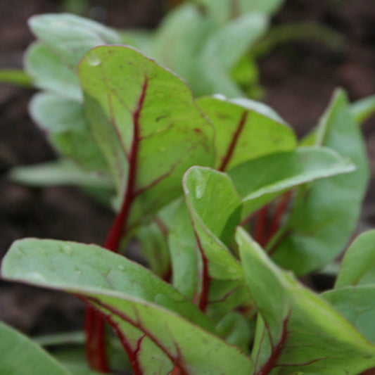 Swiss Chard Rhubarb Chard Seed