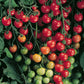 Tomato Supersweet 100 F1 Seed