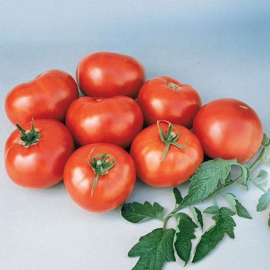 Tomato Better Boy F1 Seed
