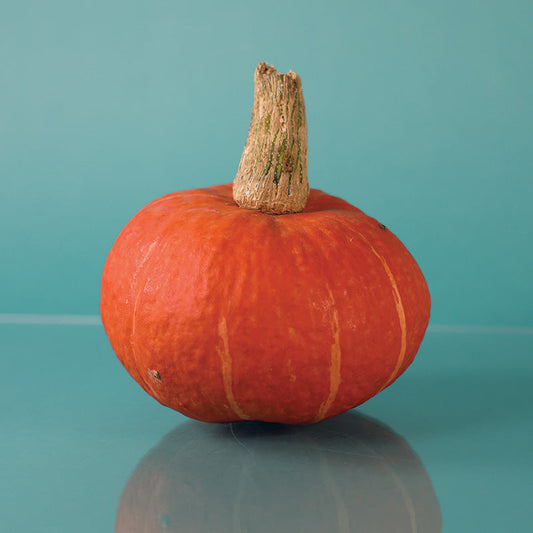 Squash Sunshine F1 Seed