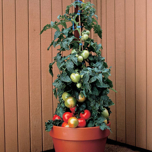 Tomato Husky Red F1 Seed