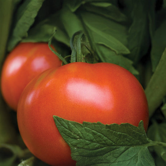 Tomato Moreton Hybrid F1 Seed