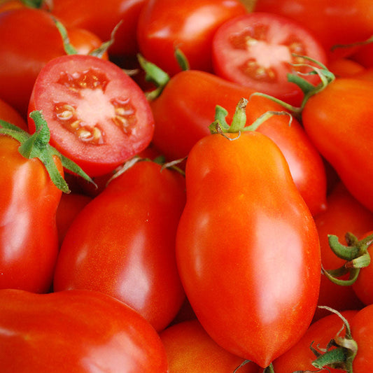 Tomato Roma VF Seed