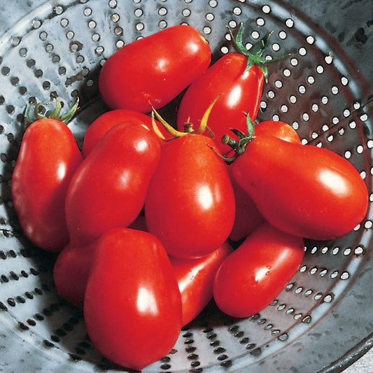 Tomato Roma VF Seed