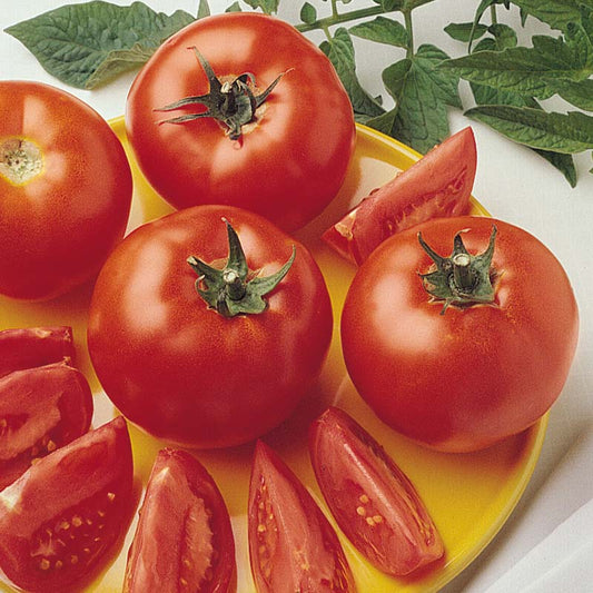 Tomato Bush Early Girl F1 Seed